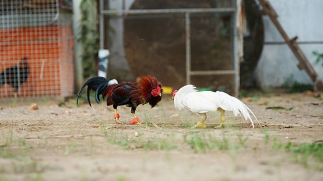 Cách Thúc Mồi Cho Gà Đá